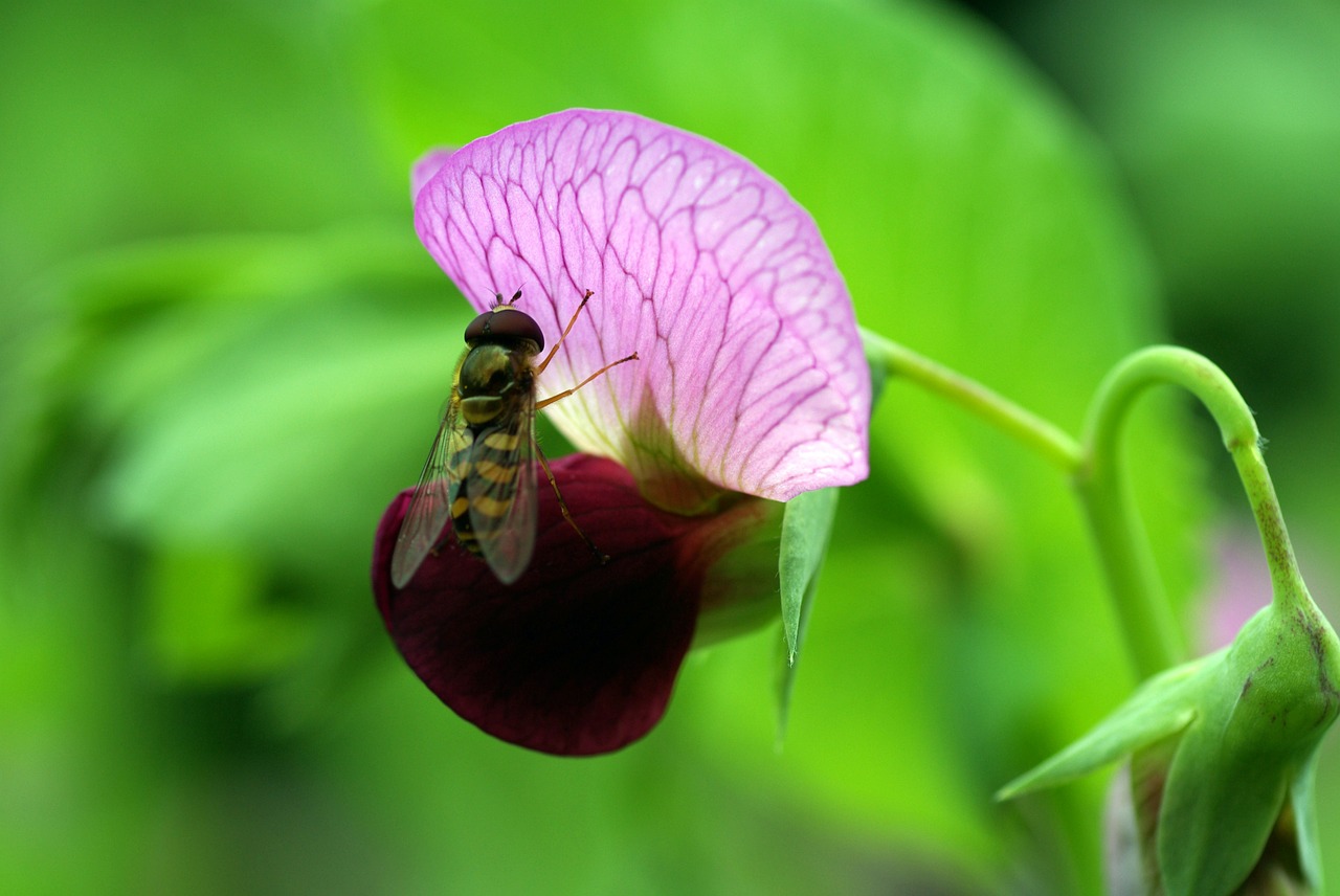 blossom bloom pea free photo