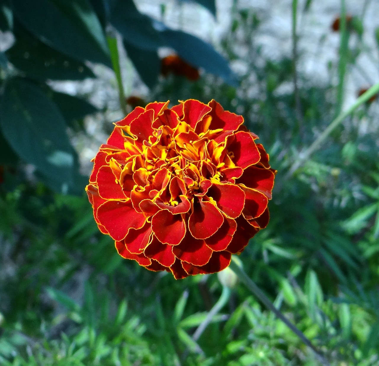 flower french marigold kalghatgi free photo