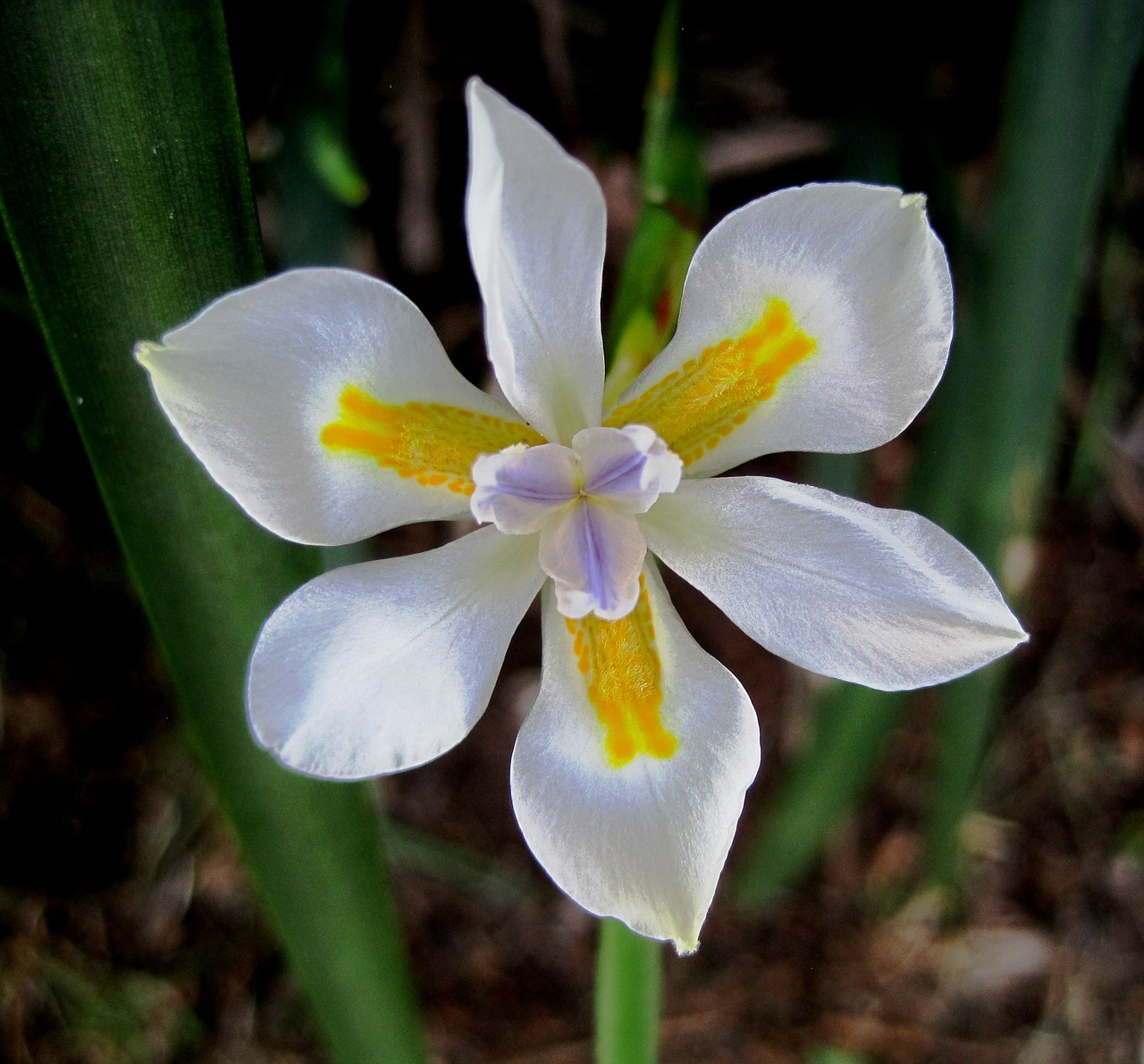 flower bloom iris free photo