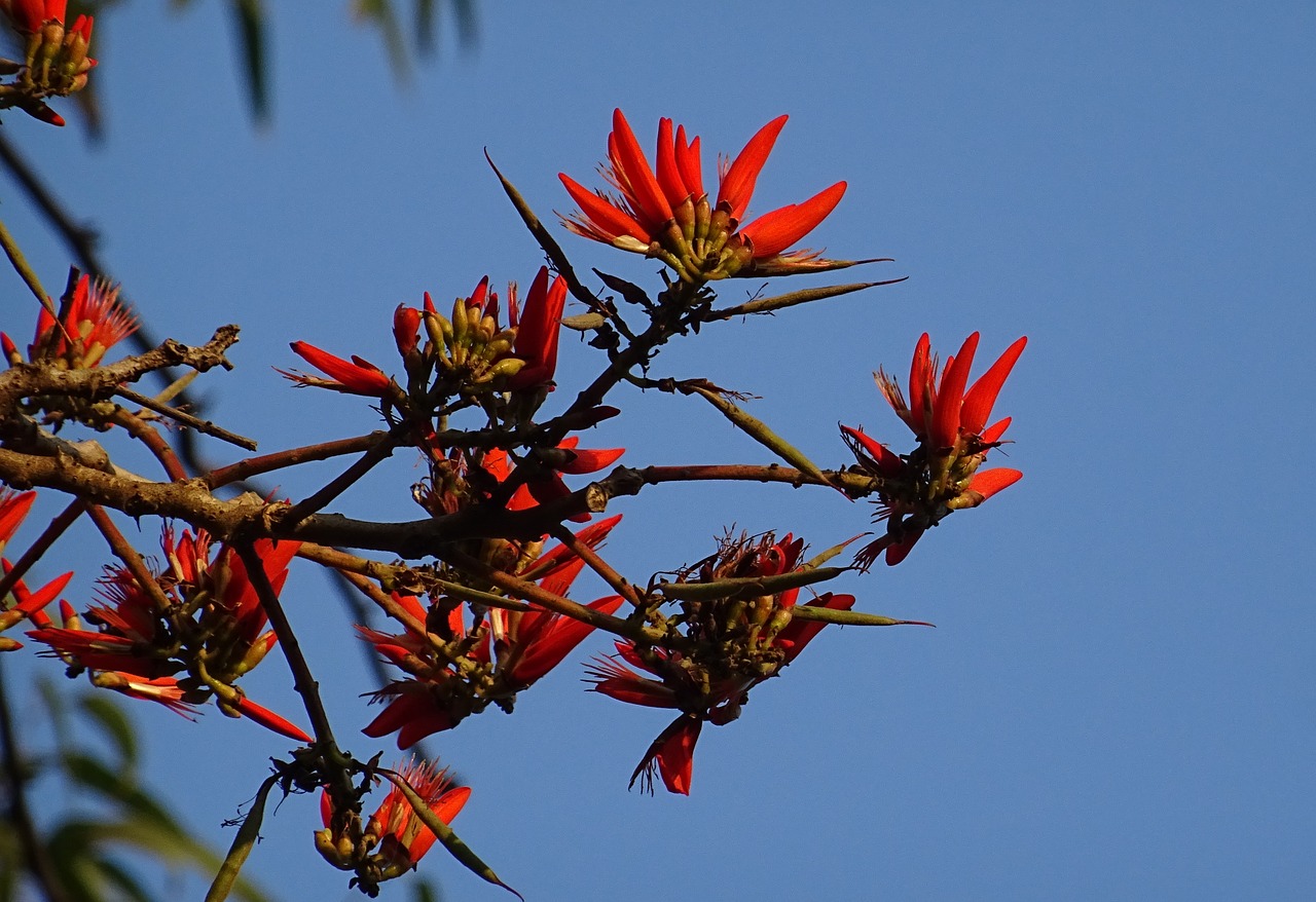 flower erythrina indian coral treee free photo