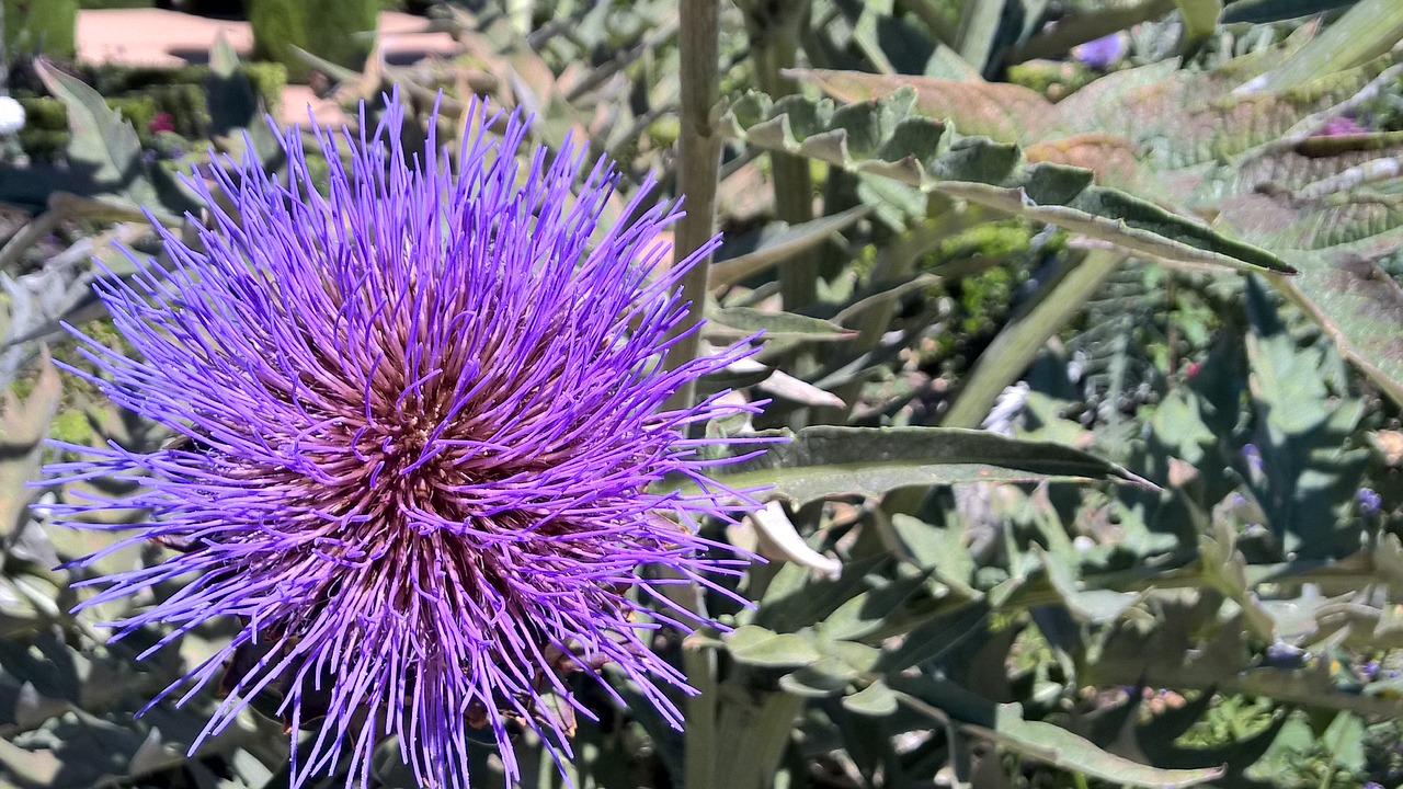 flower thistle spines free photo