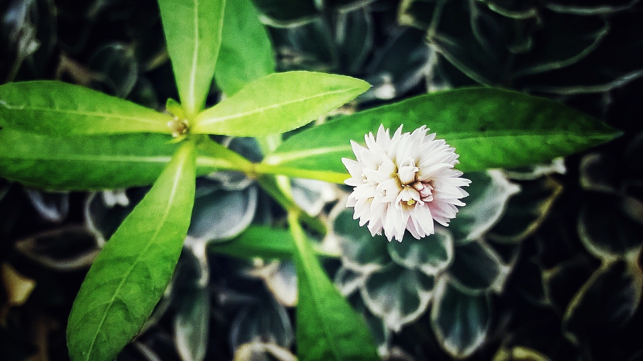 flower plant chuzhou free photo