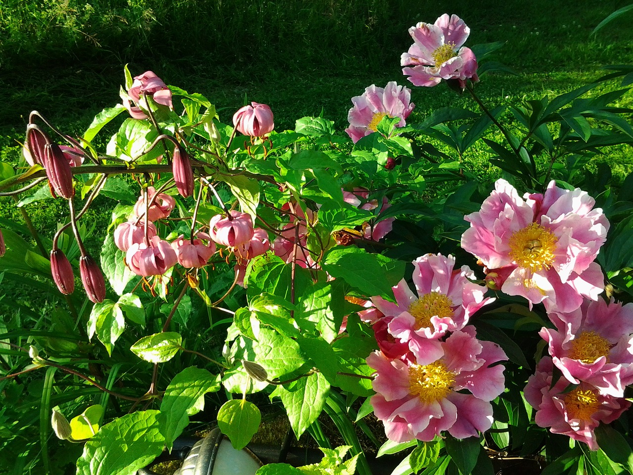 flower lily pink free photo