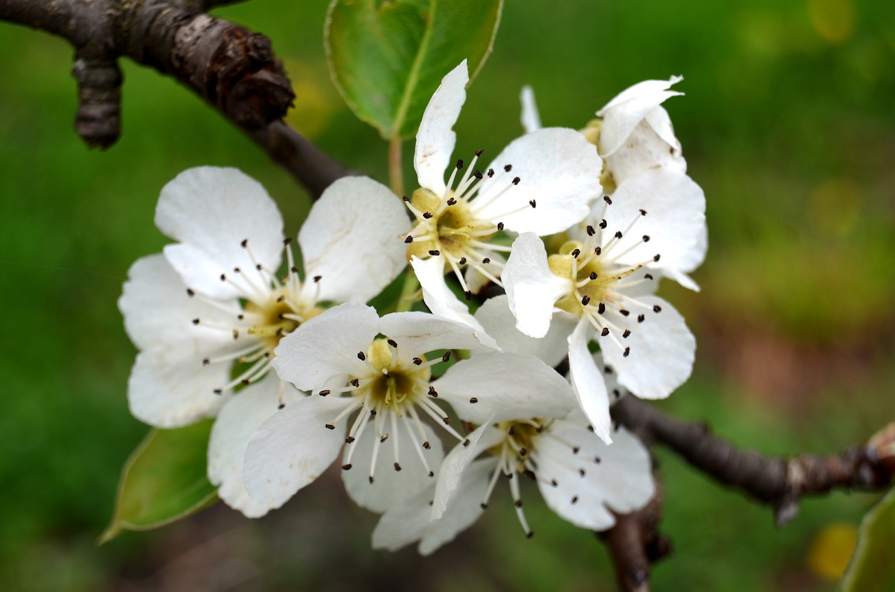 flower spring blossom free photo