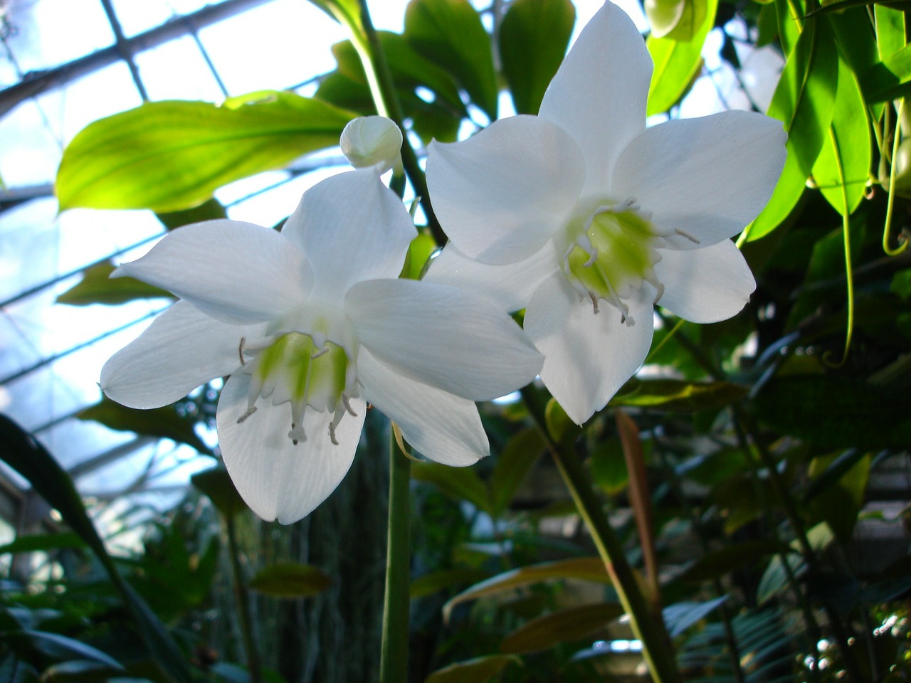 flower white flower orchids free photo