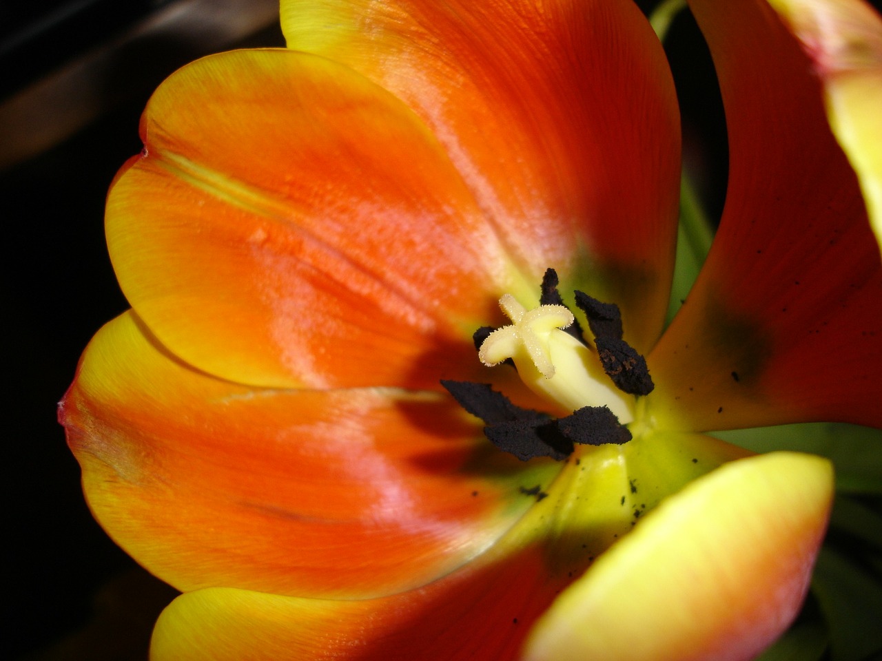 flower tulip floral free photo