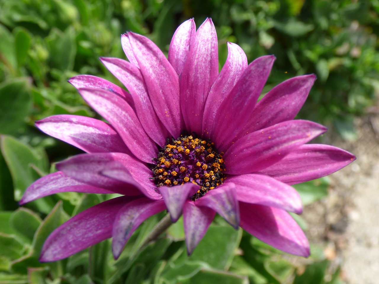 flower purple flower daisy free photo