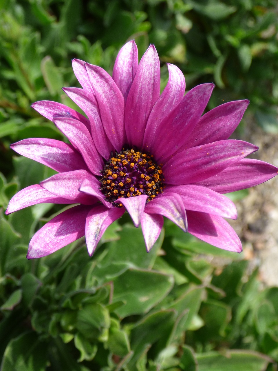 flower purple flower daisy free photo