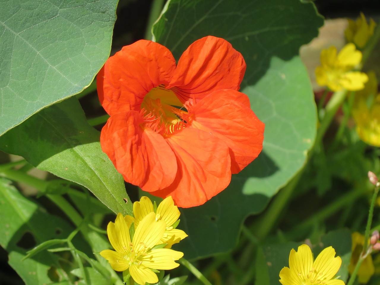 flower summer orange free photo