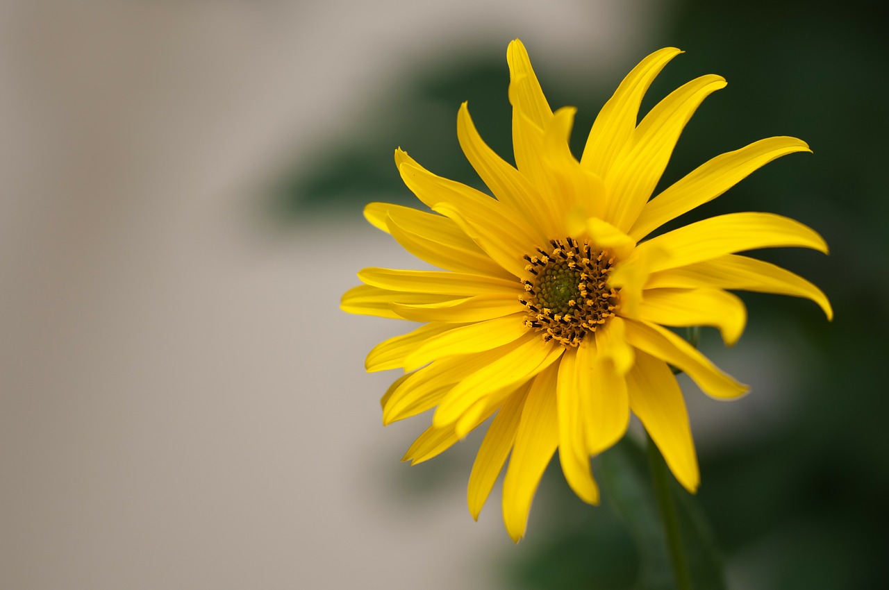 blossom bloom yellow free photo