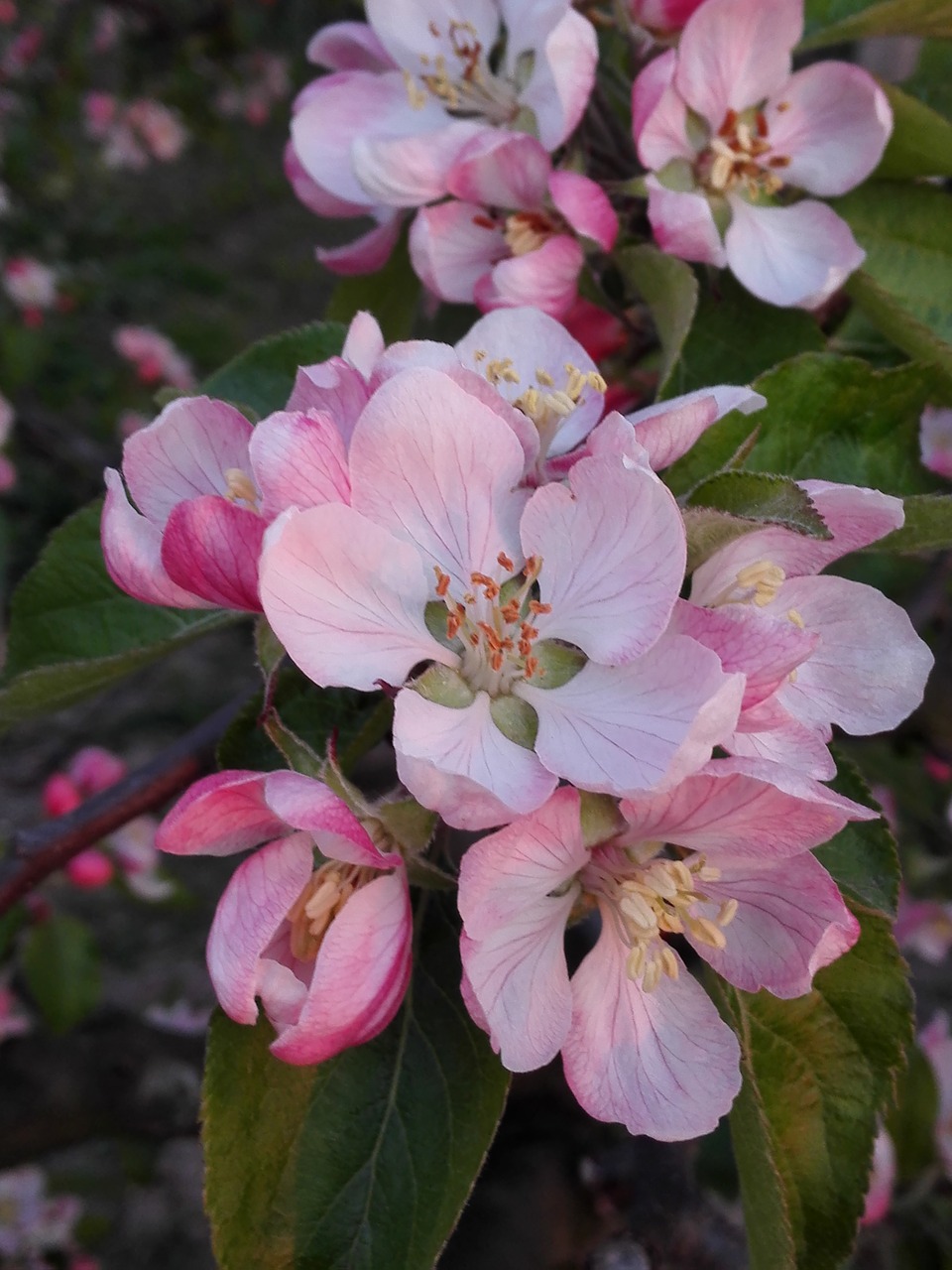 flower garden plant free photo