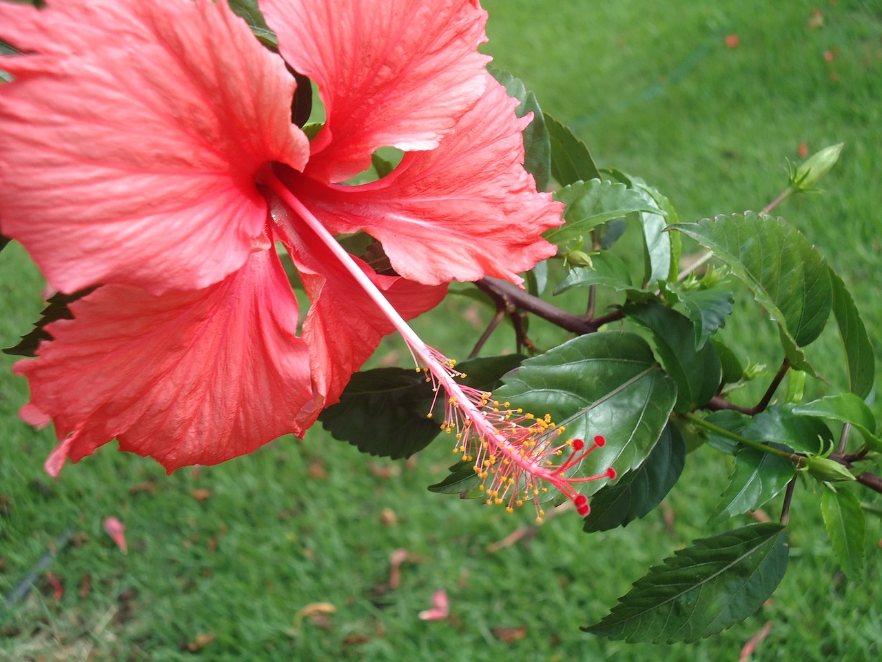 flower hawaii havai free photo