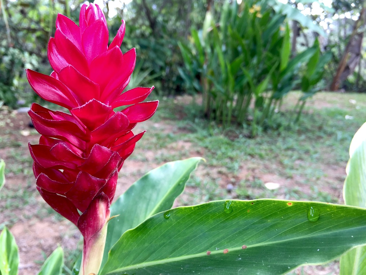 flower floral red free photo