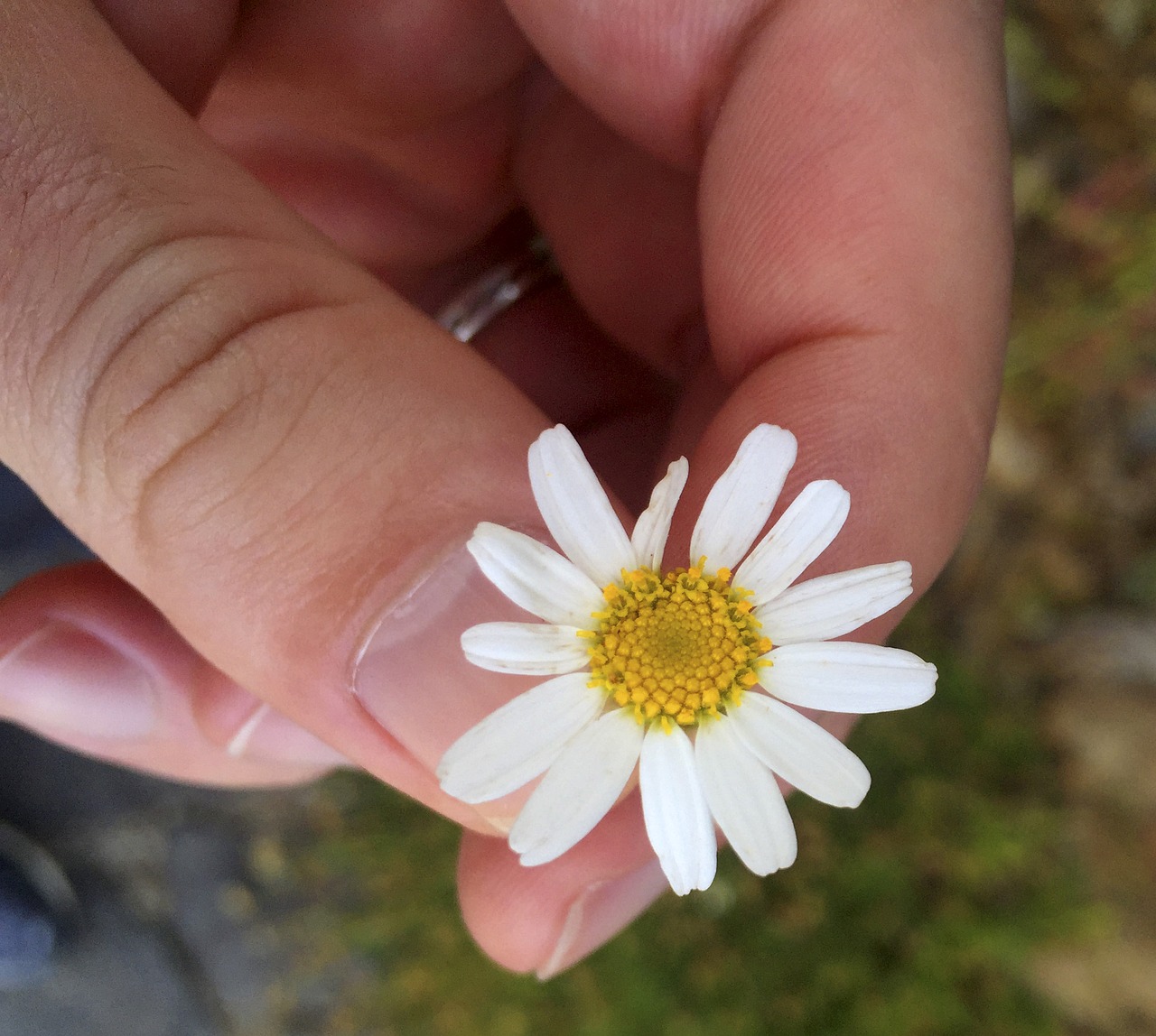 flower macro foreground free photo