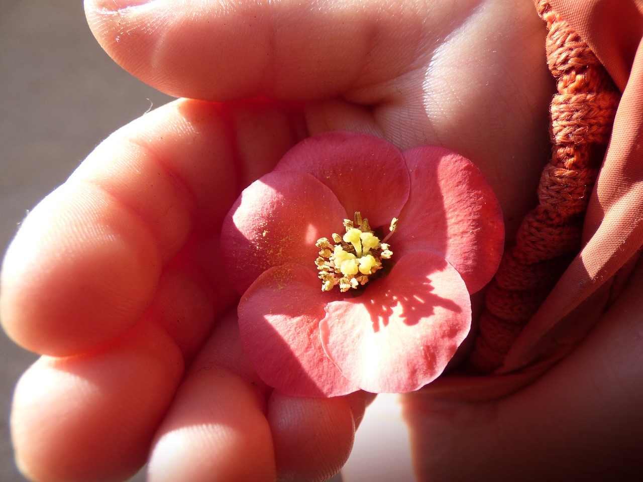 flower pink flower child hand free photo