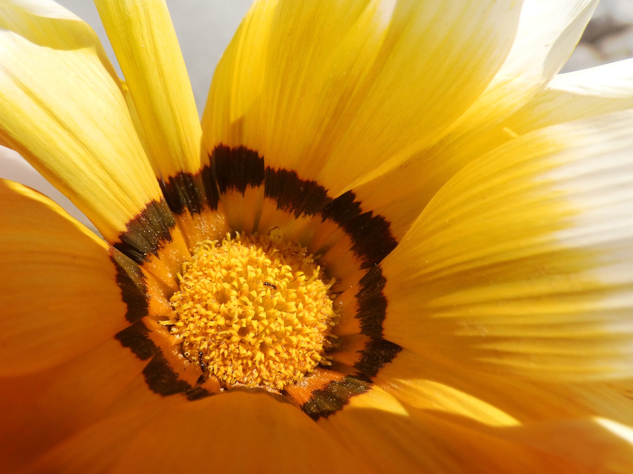 flower orange color petals free photo