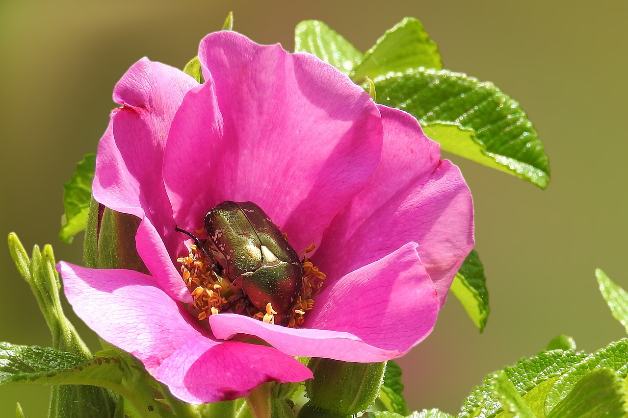 flower blossom bloom free photo