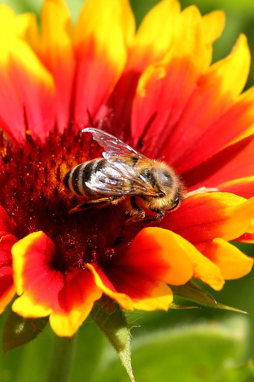 flower blossom bloom free photo