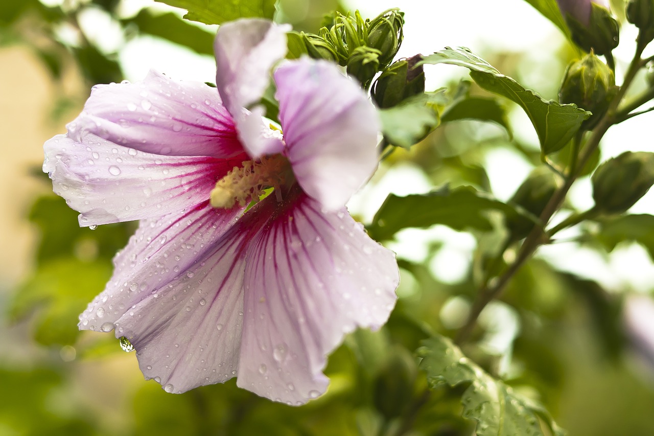 flower raindrops purple free photo