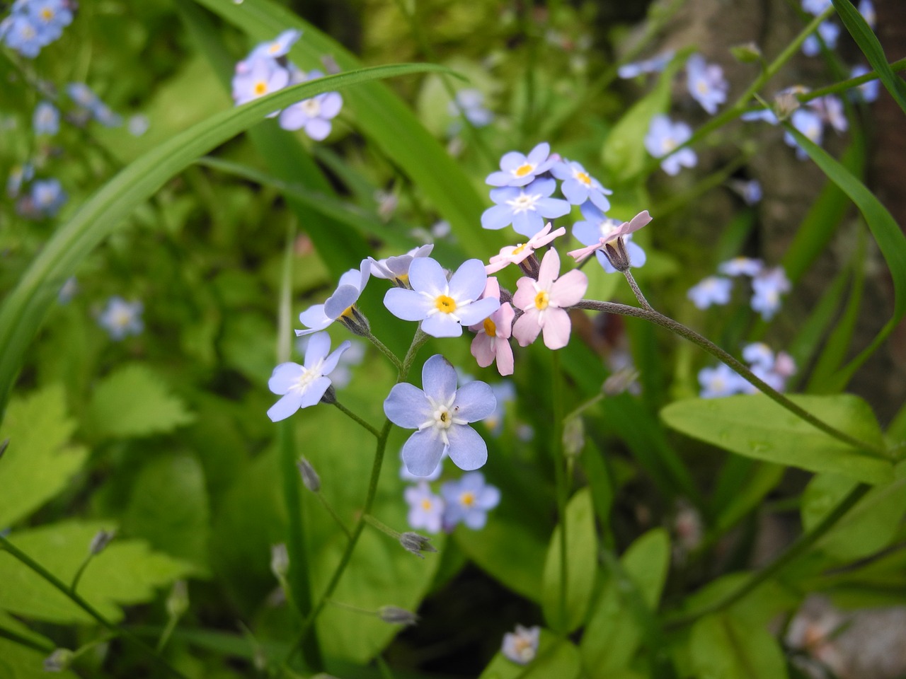 flower forget-me-not summer free photo