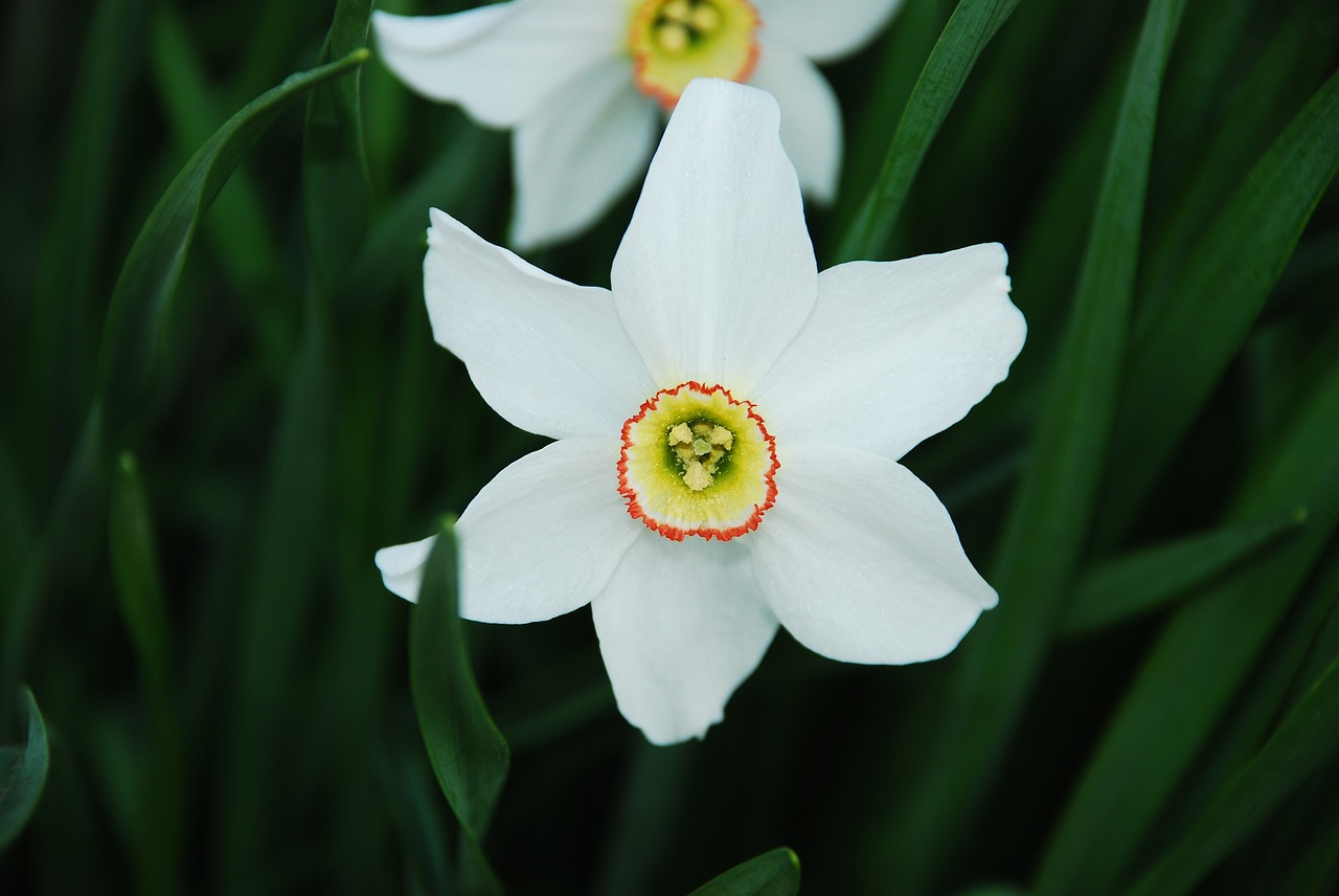 flower blossom white free photo