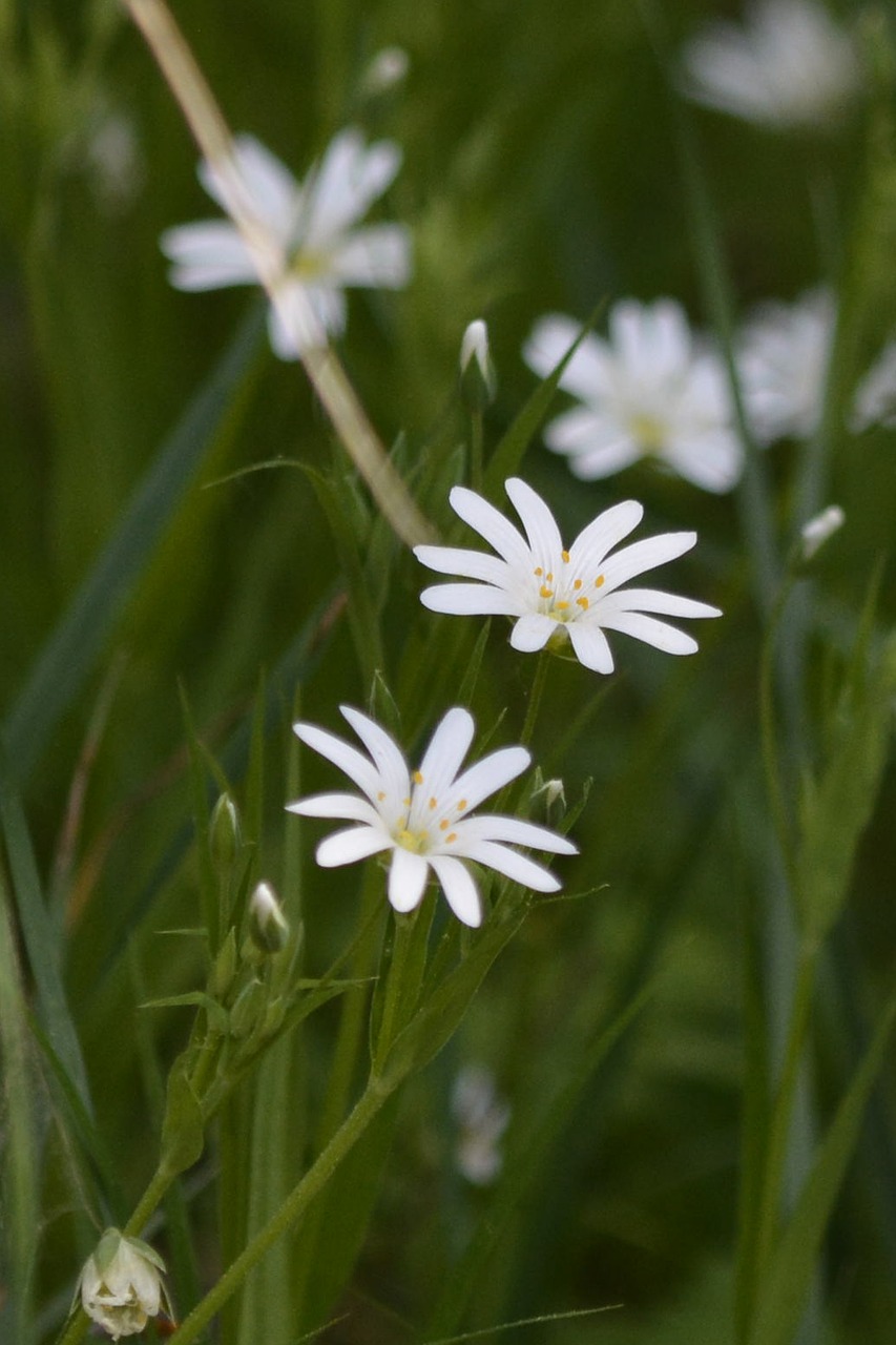 flower white plant free photo