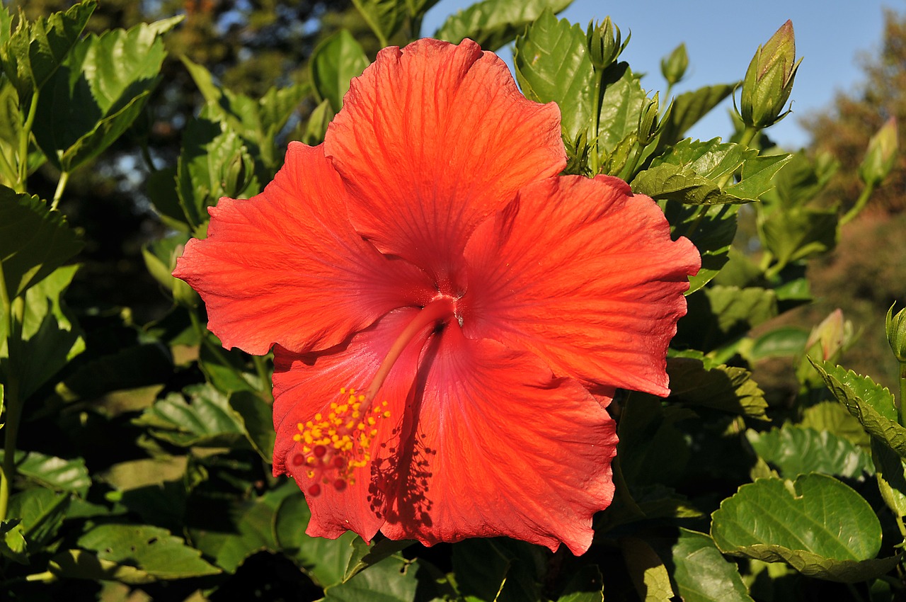 flower hibiscus tropical free photo