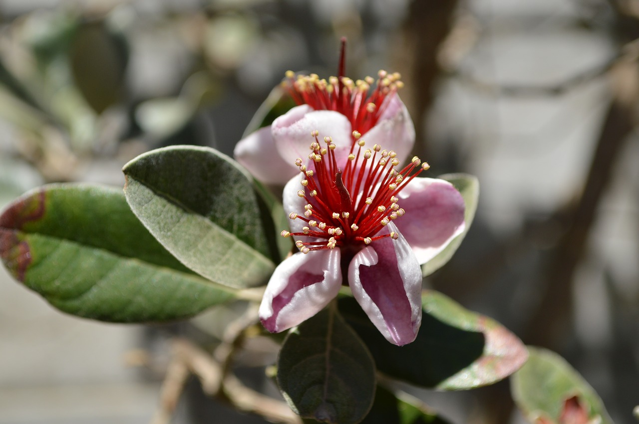 flower petal nature free photo