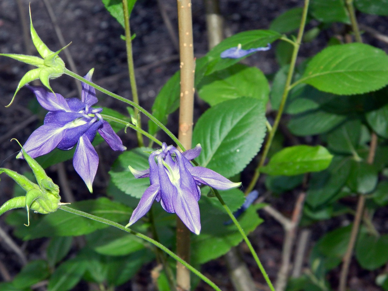 flower purple plant free photo