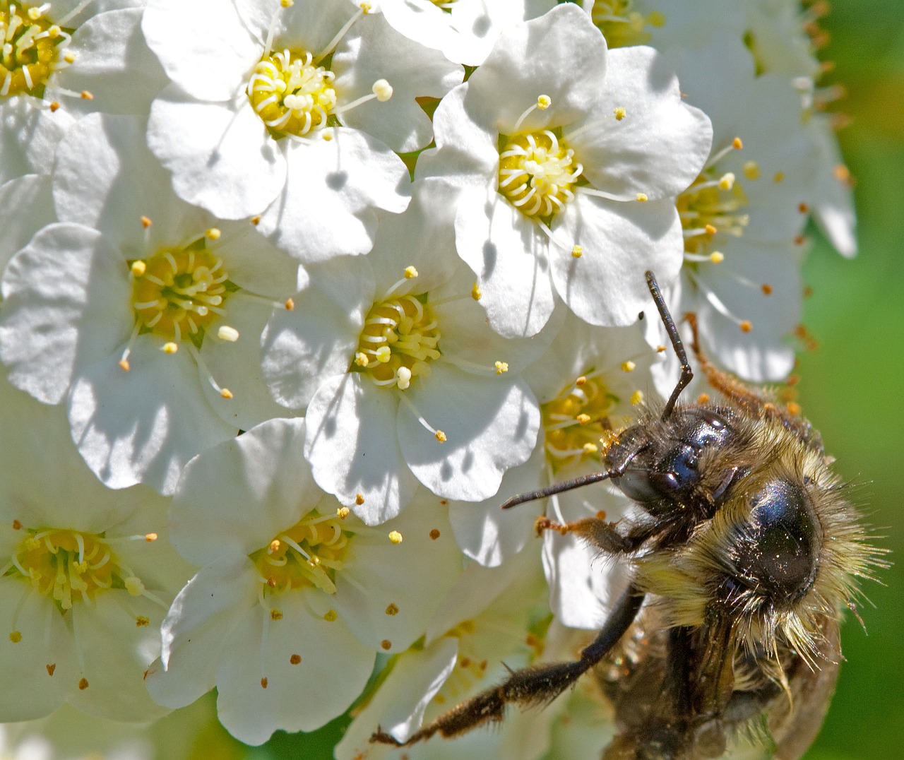 flower bee nature free photo