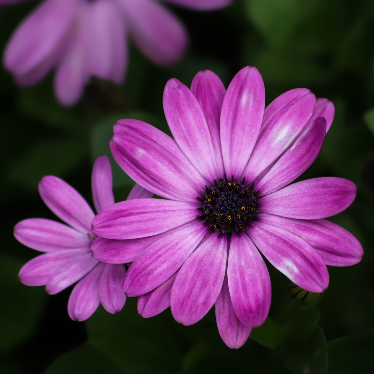 flower purple close-up free photo