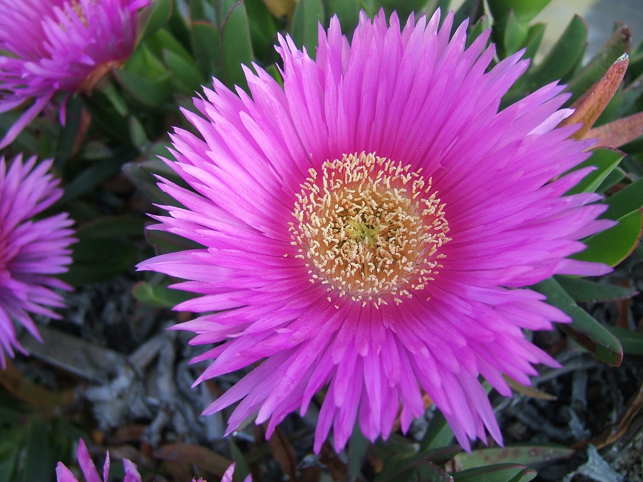 flower leaves sea free photo