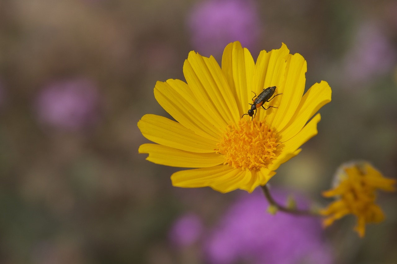 flower bug nature free photo