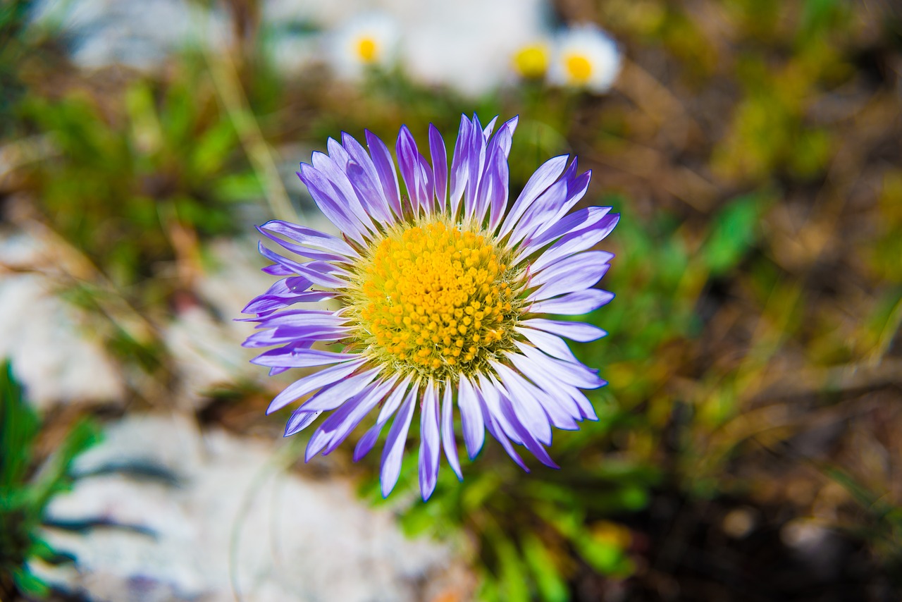 flower meadowlark wild free photo