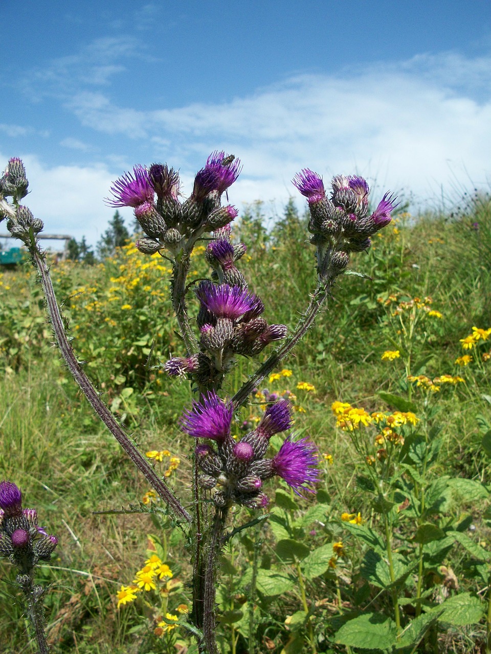 flower nature plant free photo