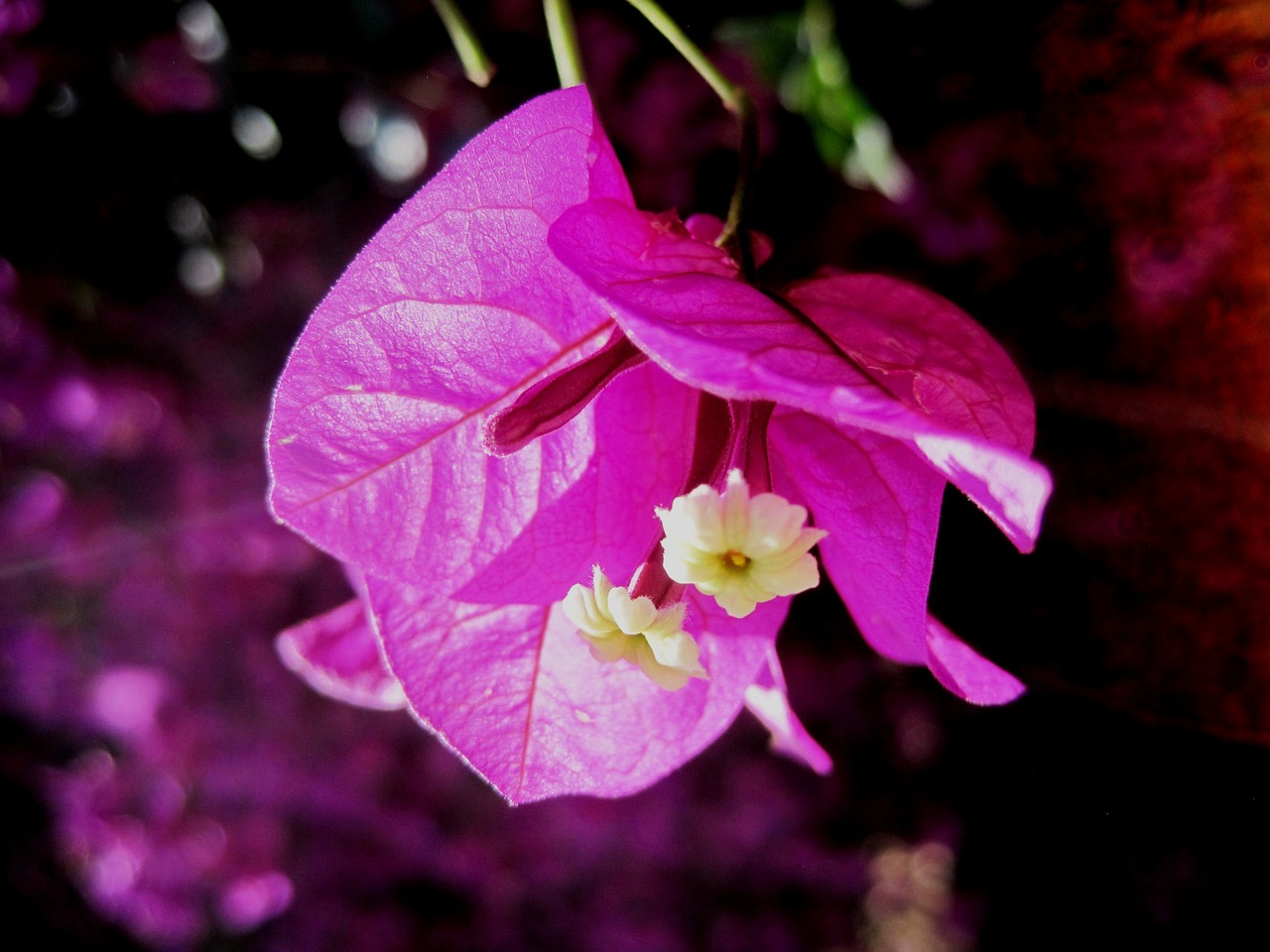 flower bloom pink free photo