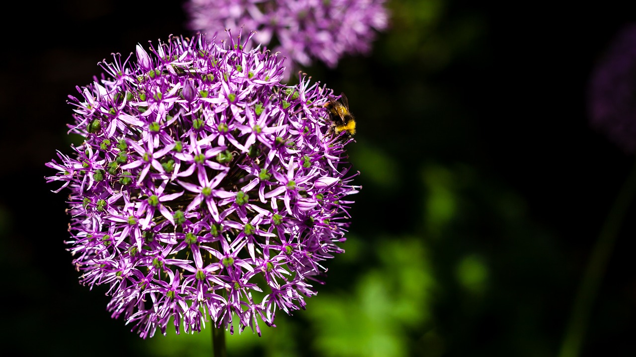 flower nature garden free photo