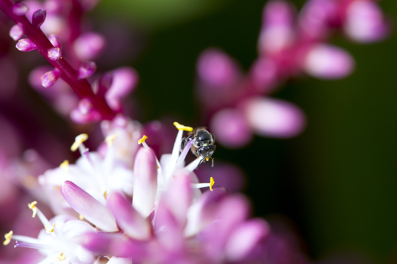 flower macro photography tropical free photo