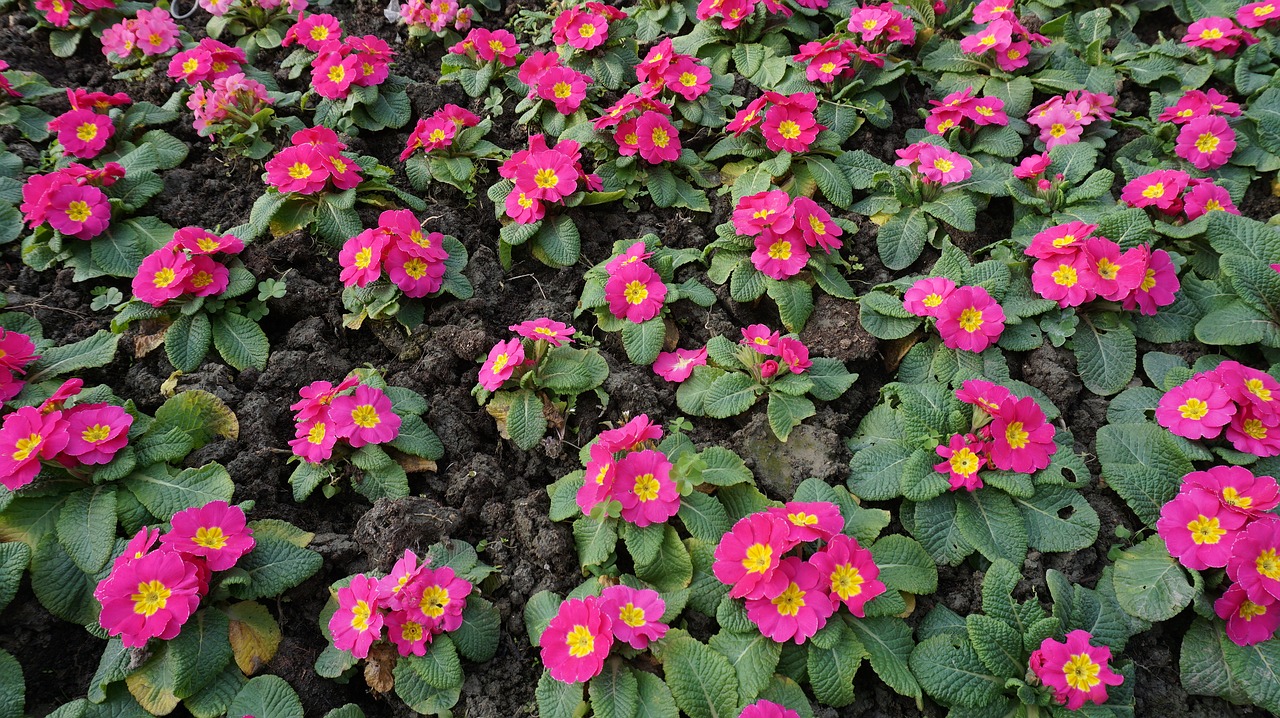 flower primrose garden free photo