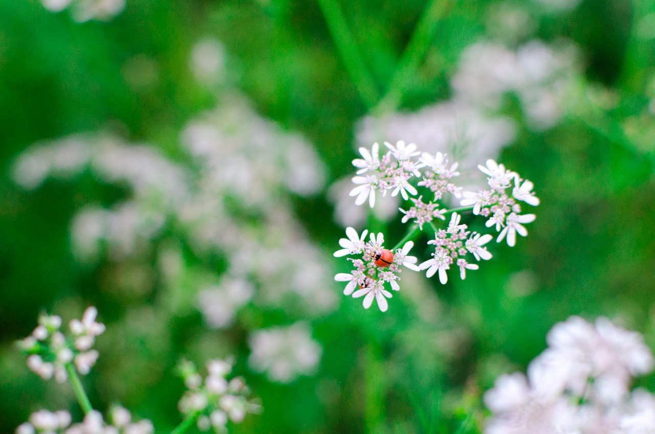 flower green bang free photo