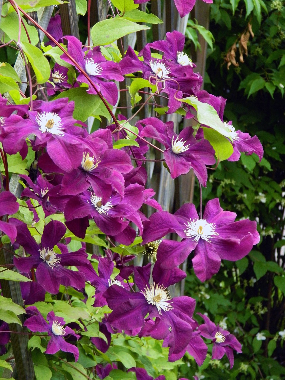 flower plant fence free photo