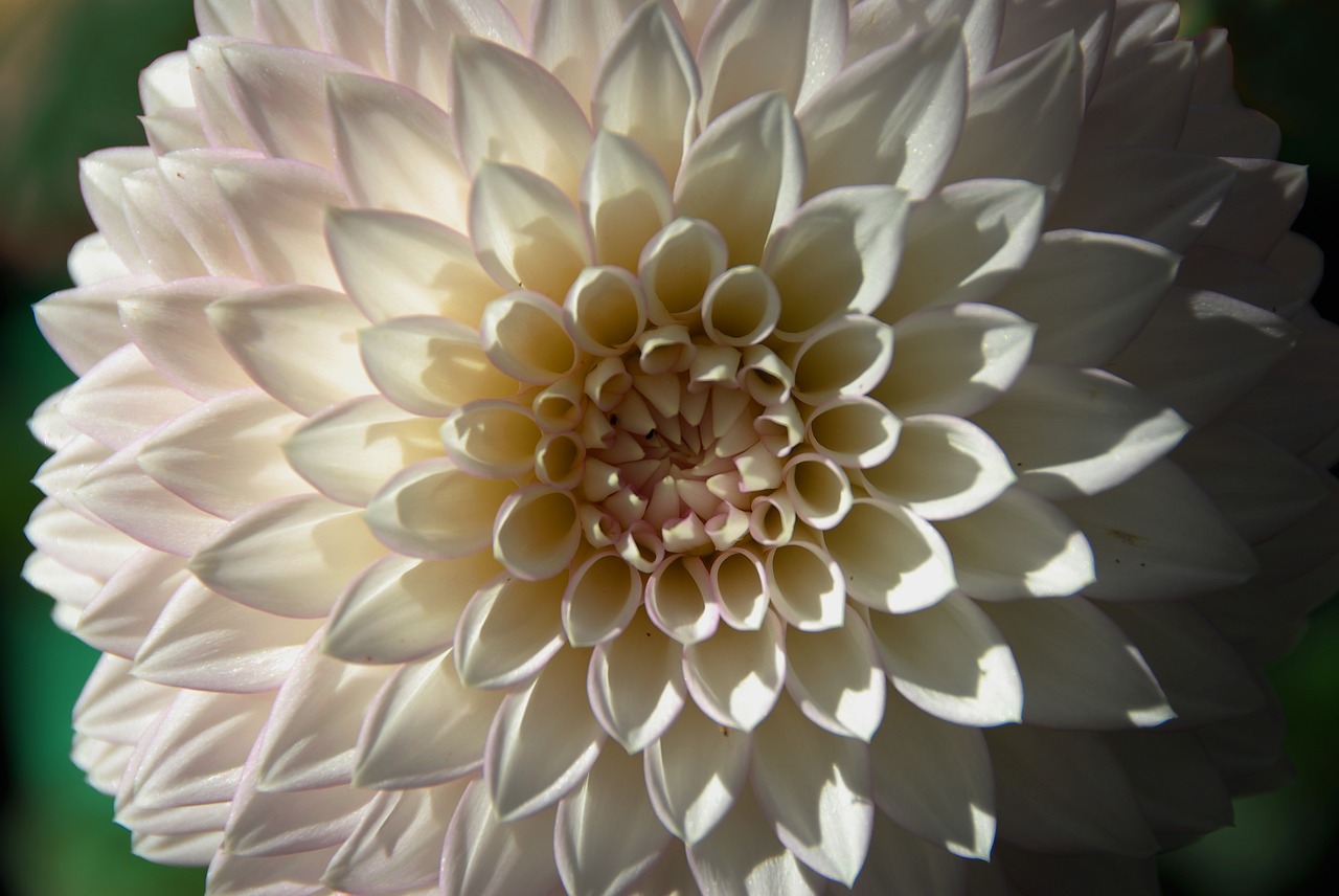 flower white petals free photo