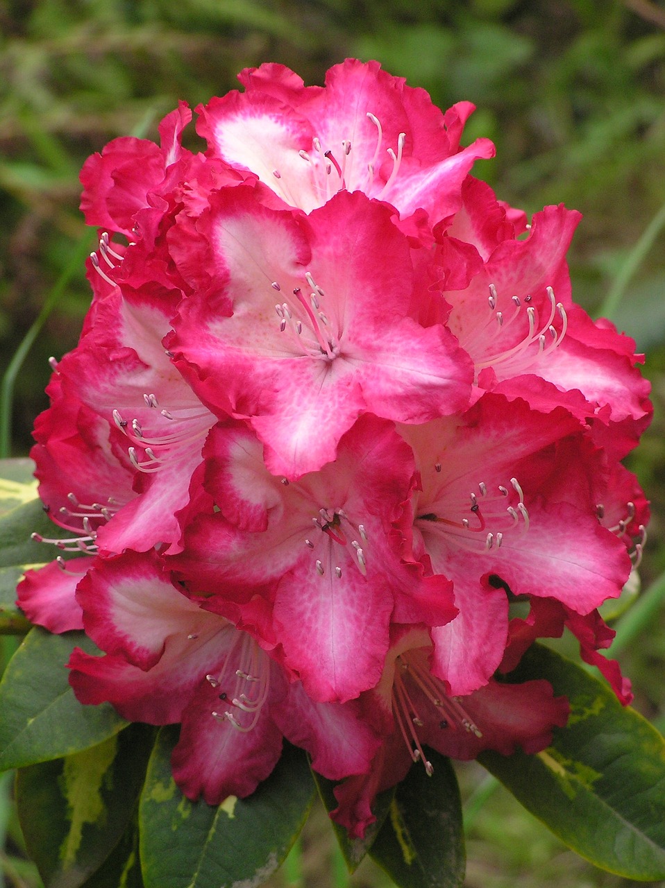 flower rhododendron pink free photo