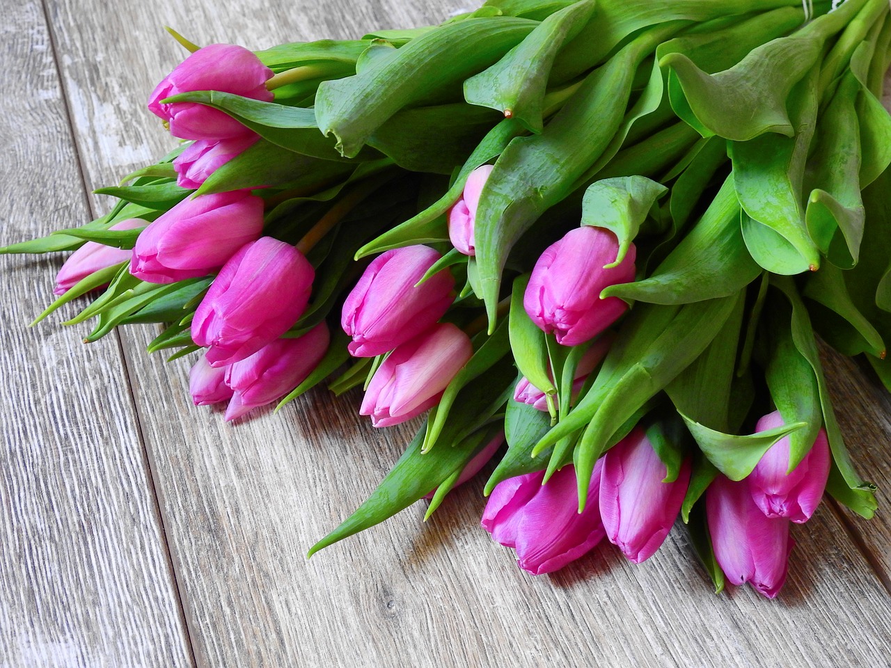 flower tulips blossom free photo