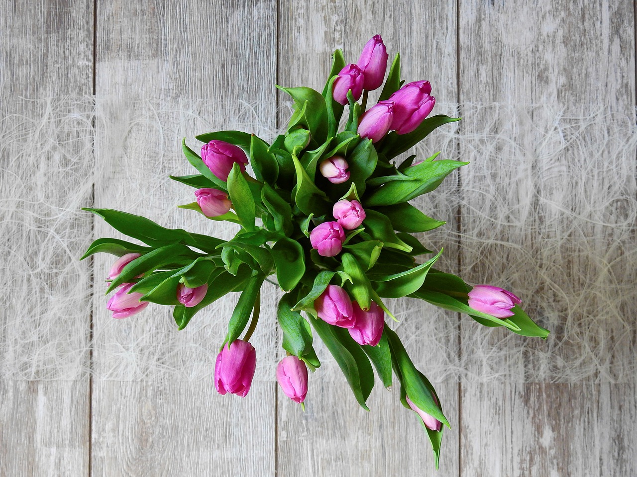 flower tulips blossom free photo