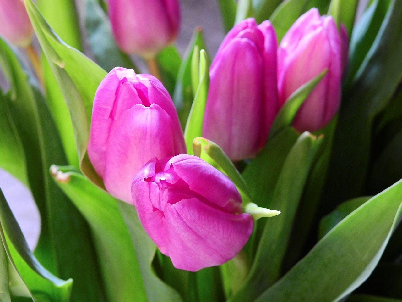 flower tulips blossom free photo