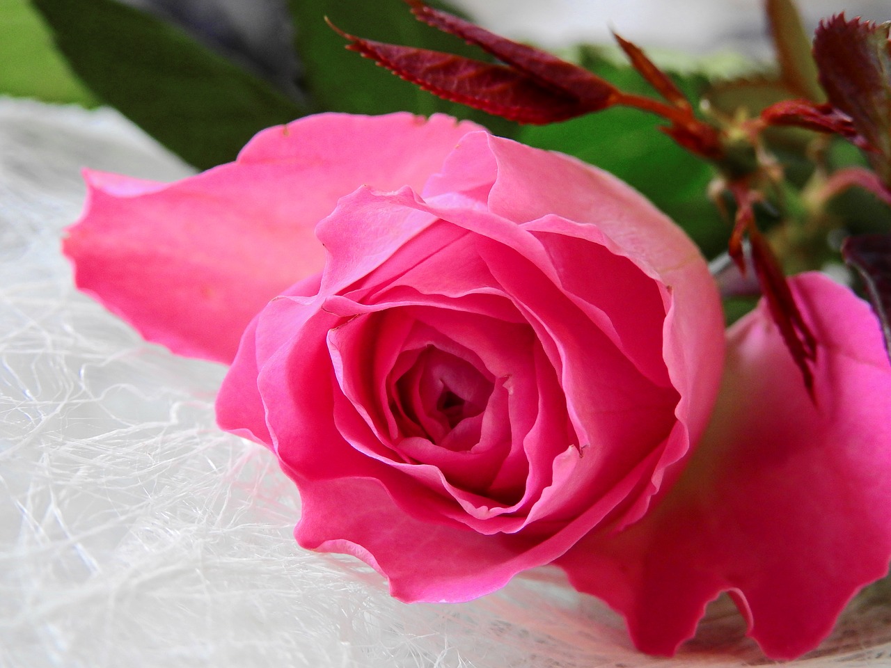 flower rose blossom free photo