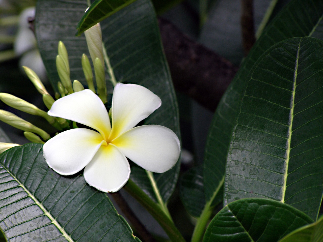 flower frangipani plumeria free photo