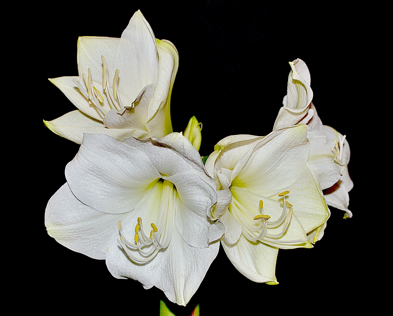 flower white amarylis free photo