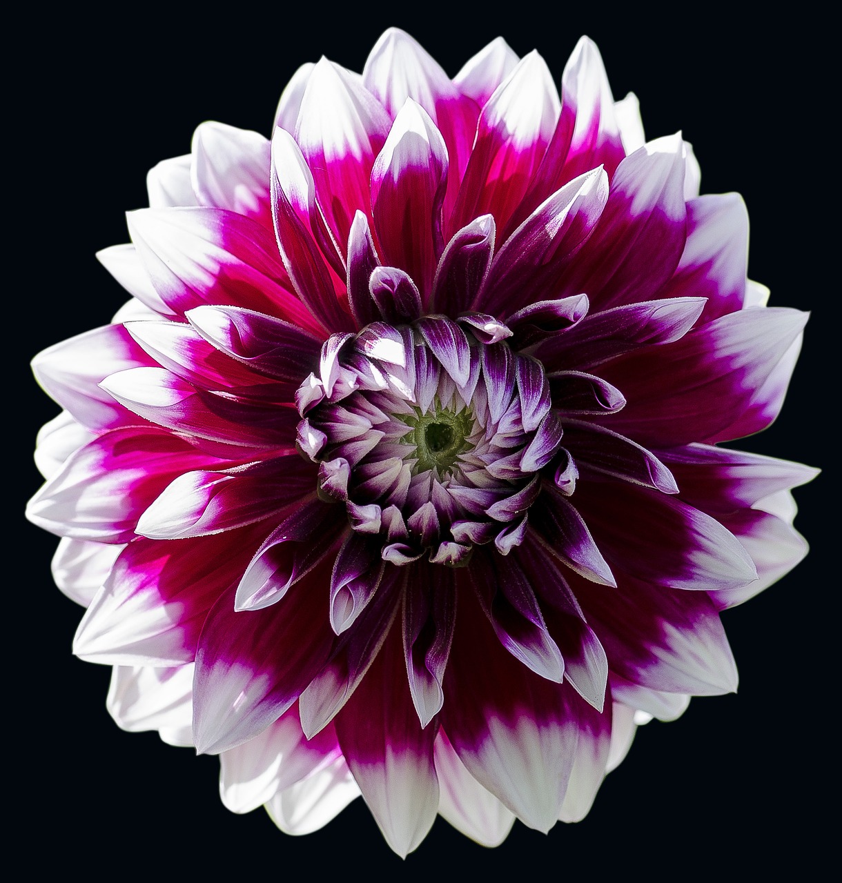 flower dahlia floral free photo